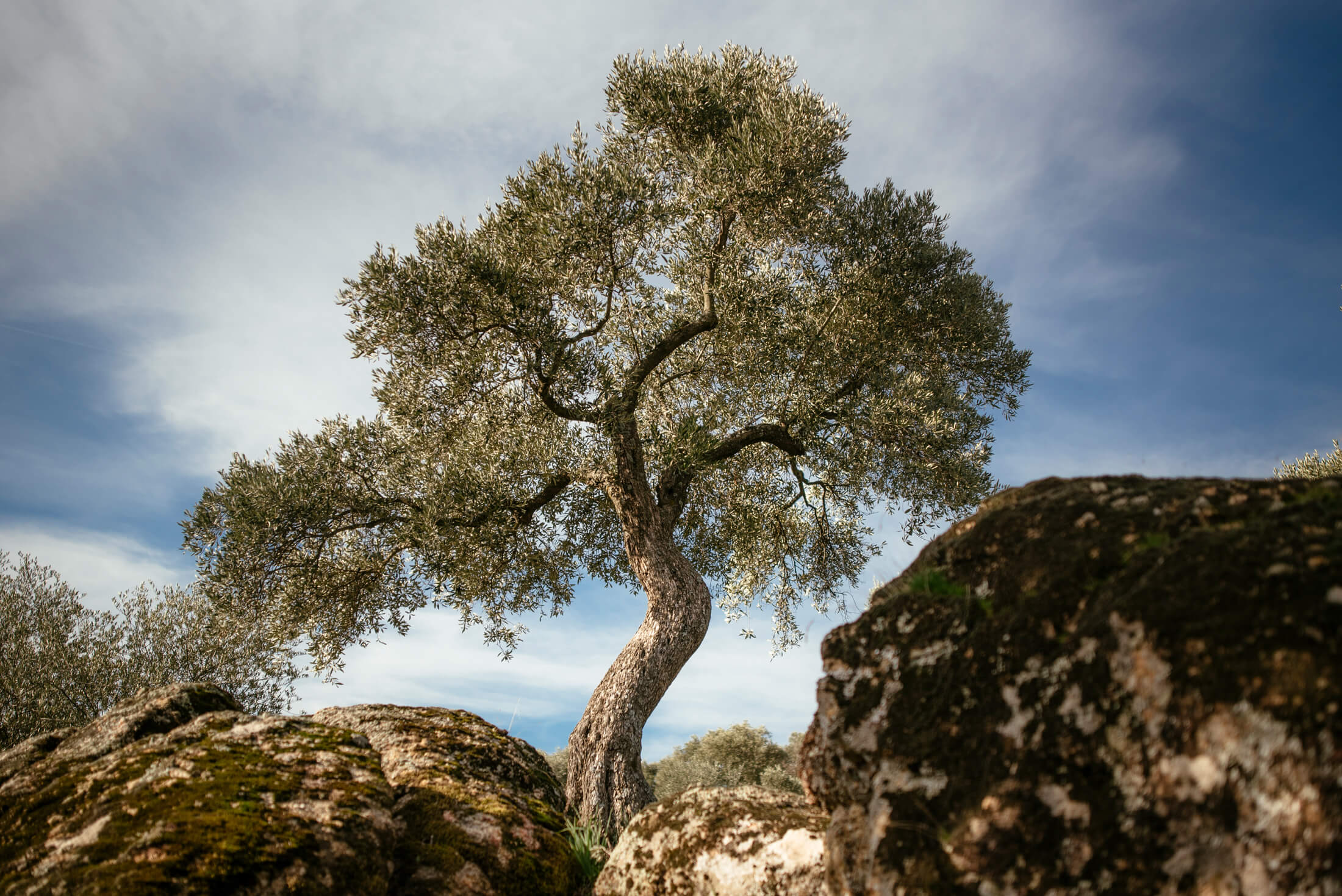 Sevilma Zeytinyağı